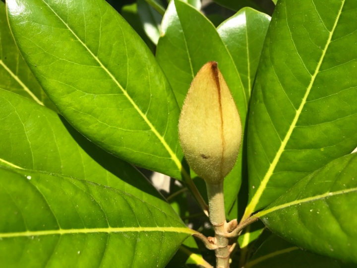 Magnolia01